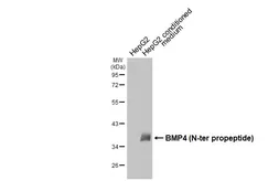 Anti-BMP4 antibody [HL6085] used in Western Blot (WB). GTX648170