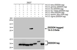 Anti-14-3-3 theta antibody [HL6109] used in Western Blot (WB). GTX648194