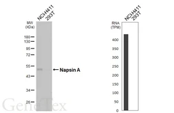 Anti-Napsin A antibody [HL6114] used in Western Blot (WB). GTX648199