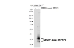 Anti-GPR78 antibody [HL6136] used in Western Blot (WB). GTX648223