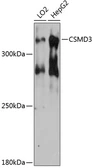 Anti-CSMD3 antibody used in Western Blot (WB). GTX64823
