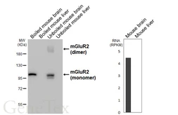 Anti-mGluR2 antibody [HL6151] used in Western Blot (WB). GTX648238