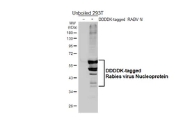 Anti-Rabies virus Nucleoprotein antibody [HL6156] used in Western Blot (WB). GTX648243