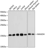 Anti-MAGOH antibody used in Western Blot (WB). GTX64825