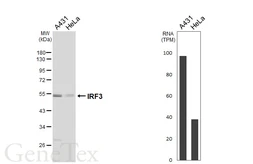 Anti-IRF3 antibody [HL6200] used in Western Blot (WB). GTX648292