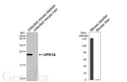 Anti-UPK1A antibody [HL6205] used in Western Blot (WB). GTX648297