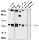 Anti-POLR3F antibody used in Western Blot (WB). GTX64831