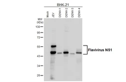 Anti-Flavivirus NS1 antibody [HL6273] used in Western Blot (WB). GTX648365