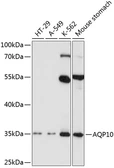 Anti-Aquaporin 10 antibody used in Western Blot (WB). GTX64838