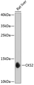 Anti-CKS2 antibody used in Western Blot (WB). GTX64839