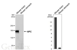 Anti-APC antibody [HL6320] used in Western Blot (WB). GTX648430