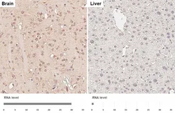 Anti-APC antibody [HL6321] used in IHC (Paraffin sections) (IHC-P). GTX648431