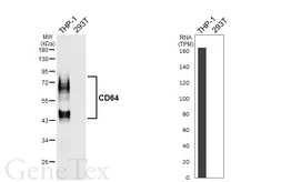 Anti-CD64 antibody [HL6338] used in Western Blot (WB). GTX648448
