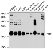 Anti-REEP5 antibody used in Western Blot (WB). GTX64848