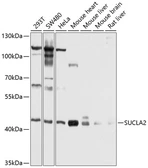 Anti-SUCLA2 antibody used in Western Blot (WB). GTX64854