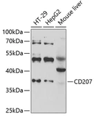 Anti-Langerin antibody used in Western Blot (WB). GTX64867