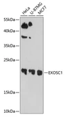 Anti-EXOSC1 antibody used in Western Blot (WB). GTX64871