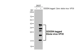 Anti-Ebola virus VP30 antibody [HL6352] used in Western Blot (WB). GTX648791