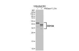 Anti-CD134 antibody [HL6388] used in Western Blot (WB). GTX648827
