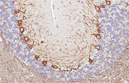 Anti-NF-H antibody [HL6395] used in IHC (Paraffin sections) (IHC-P). GTX648840
