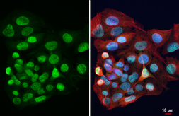 Anti-HPD antibody [HL6438] used in Immunocytochemistry/ Immunofluorescence (ICC/IF). GTX648883