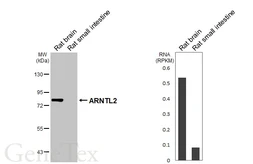 Anti-ARNTL2 antibody [HL6455] used in Western Blot (WB). GTX648903