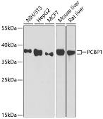 Anti-PCBP1 antibody used in Western Blot (WB). GTX64891