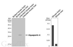 Anti-Aquaporin 4 antibody [HL6477] used in Western Blot (WB). GTX648925