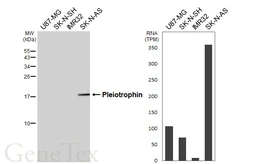 Anti-Pleiotrophin antibody [HL6502] used in Western Blot (WB). GTX648958