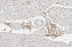 Anti-Hemoglobin beta antibody [HL6521] used in IHC (Paraffin sections) (IHC-P). GTX648977