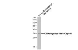Anti-Chikungunya virus Capsid antibody [HL6530] used in Western Blot (WB). GTX648986