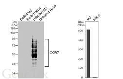 Anti-CCR7 antibody [HL6554] used in Western Blot (WB). GTX649024