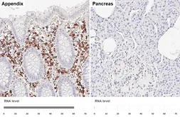Anti-MZB1 antibody [HL6562] used in IHC (Paraffin sections) (IHC-P). GTX649032