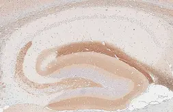 Anti-mGluR2 antibody [HL6586] used in IHC (Paraffin sections) (IHC-P). GTX649056