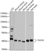 Anti-FUCA2 antibody used in Western Blot (WB). GTX64913