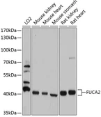 Anti-FUCA2 antibody used in Western Blot (WB). GTX64913
