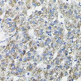 Anti-FUCA2 antibody used in IHC (Paraffin sections) (IHC-P). GTX64913