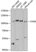 Anti-Chromogranin B antibody used in Western Blot (WB). GTX64914