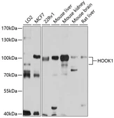Anti-HOOK1 antibody used in Western Blot (WB). GTX64916