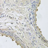 Anti-HERC3 antibody used in IHC (Paraffin sections) (IHC-P). GTX64920