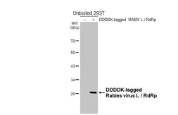 Anti-Rabies virus L / RdRp antibody [HL6602] used in Western Blot (WB). GTX649302