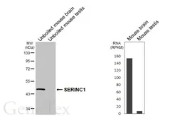 Anti-SERINC1 antibody [HL6614] used in Western Blot (WB). GTX649314