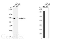 Anti-ECE1 antibody [HL6623] used in Western Blot (WB). GTX649323