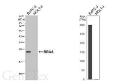 Anti-RRAS antibody [HL6633] used in Western Blot (WB). GTX649333