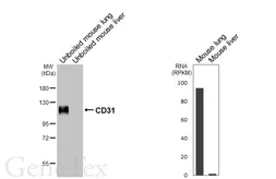 Anti-CD31 antibody [HL6650] used in Western Blot (WB). GTX649359
