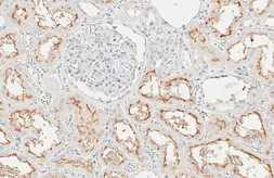 Anti-MRP2 antibody [HL6657] used in IHC (Paraffin sections) (IHC-P). GTX649366