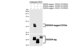 Anti-CD32a antibody [HL6664] used in Western Blot (WB). GTX649373