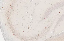 Anti-Parvalbumin antibody [HL6691] used in IHC (Paraffin sections) (IHC-P). GTX649402