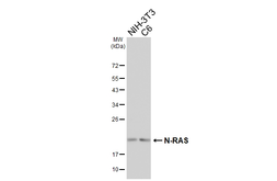 Anti-N-RAS antibody [HL6708] used in Western Blot (WB). GTX649419