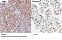 Anti-CD21 antibody [HL6741] used in IHC (Paraffin sections) (IHC-P). GTX649464